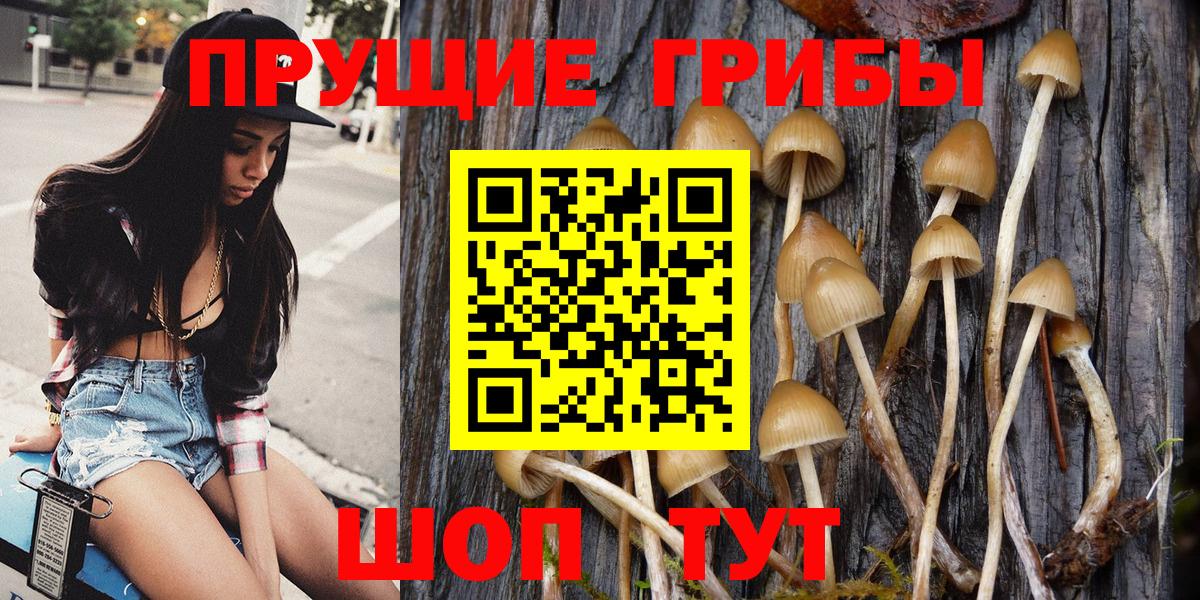 как найти наркотики  Псилоцибиновые грибы прущие грибы  Шебекино  Вход с VPN  Галлюциногенные грибы прущие грибы 